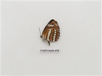 藏品(蛺蝶科(2))的圖片